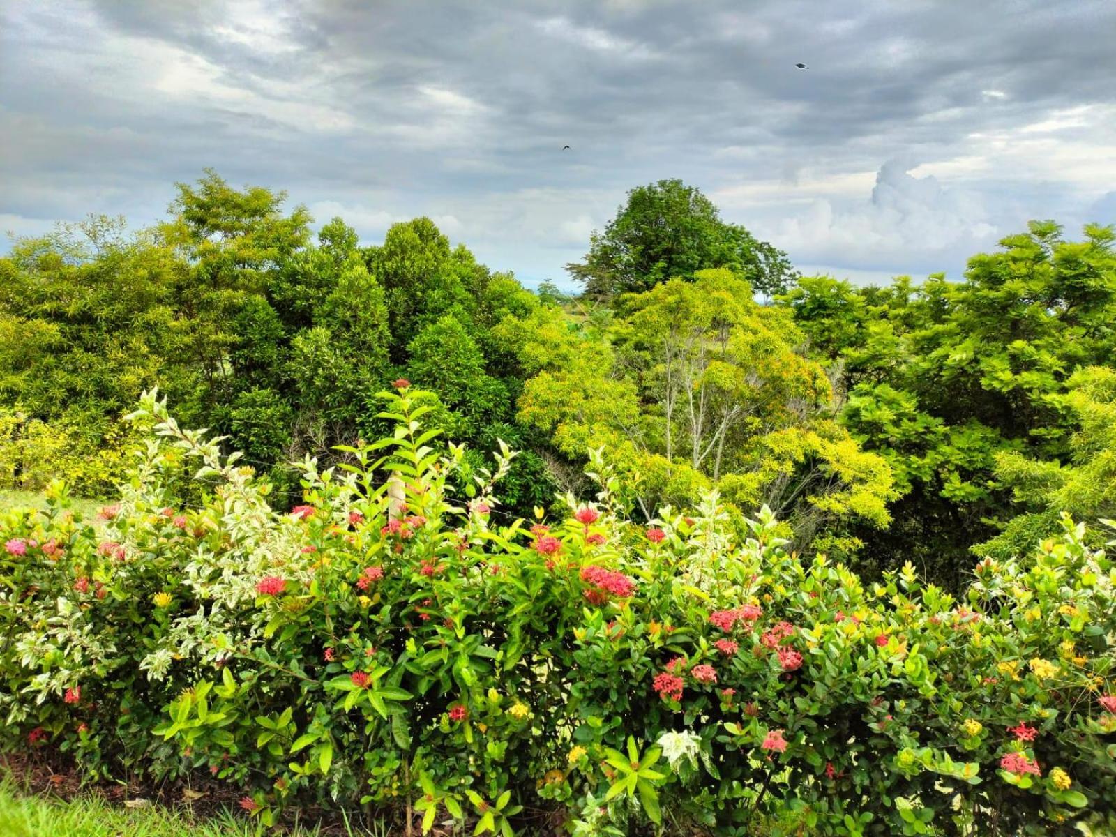 Hotel Arboreo Doradal エクステリア 写真